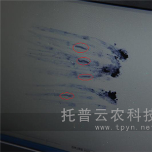 NܛX侀x